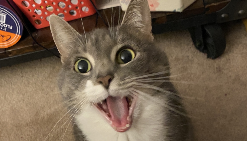 Wide-eyed grey and white cat looking directly at the camera with its mouth wide open in an excited meow.