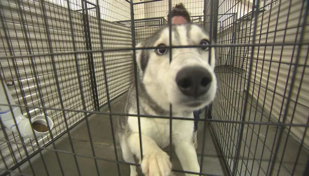 Help Stl adoption center