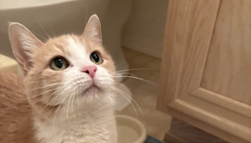 Close-up of a light orange and white cat looking up attentively with wide green eyes and long whiskers.
