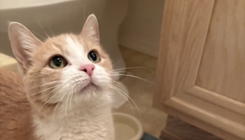 Close-up of a light orange and white cat looking up attentively with wide green eyes and long whiskers.
