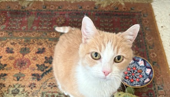 An orange and white cat looking up at the camera while sitting on a patterned rug.