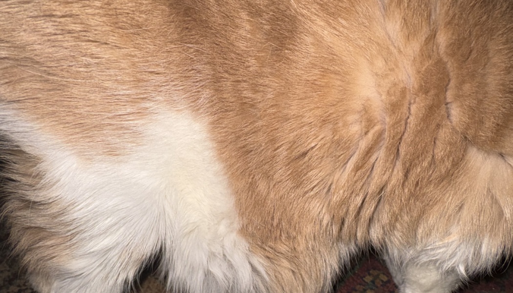 Extreme close-up of soft, fluffy orange and white fur.