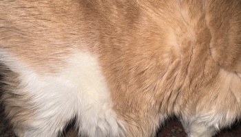 Extreme close-up of soft, fluffy orange and white fur.