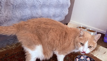 An orange and white cat licking its nose while standing near a food bowl on a rug.