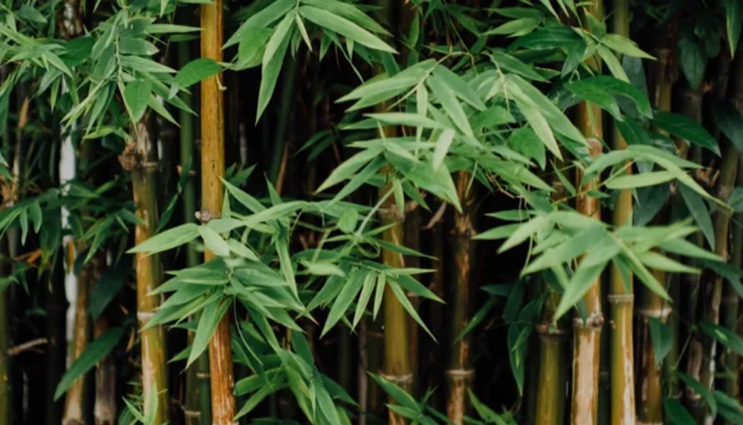 Lush green leaves growing on golden bamboo stalks in a dense grove.