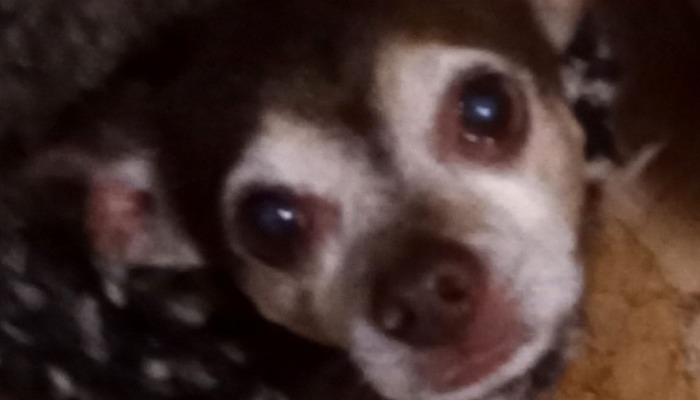 Close-up of an elderly Chihuahua with a graying face and dark eyes looking up at the camera.
