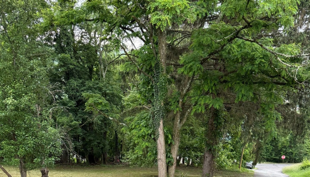 Lush green trees with ivy wrapped around a central trunk near a quiet paved road.