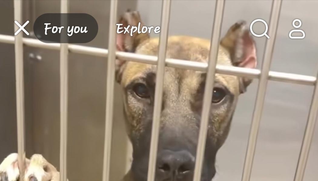A brindle dog with dark eyes looks out longingly from behind metal shelter cage bars, holding on with its paws.