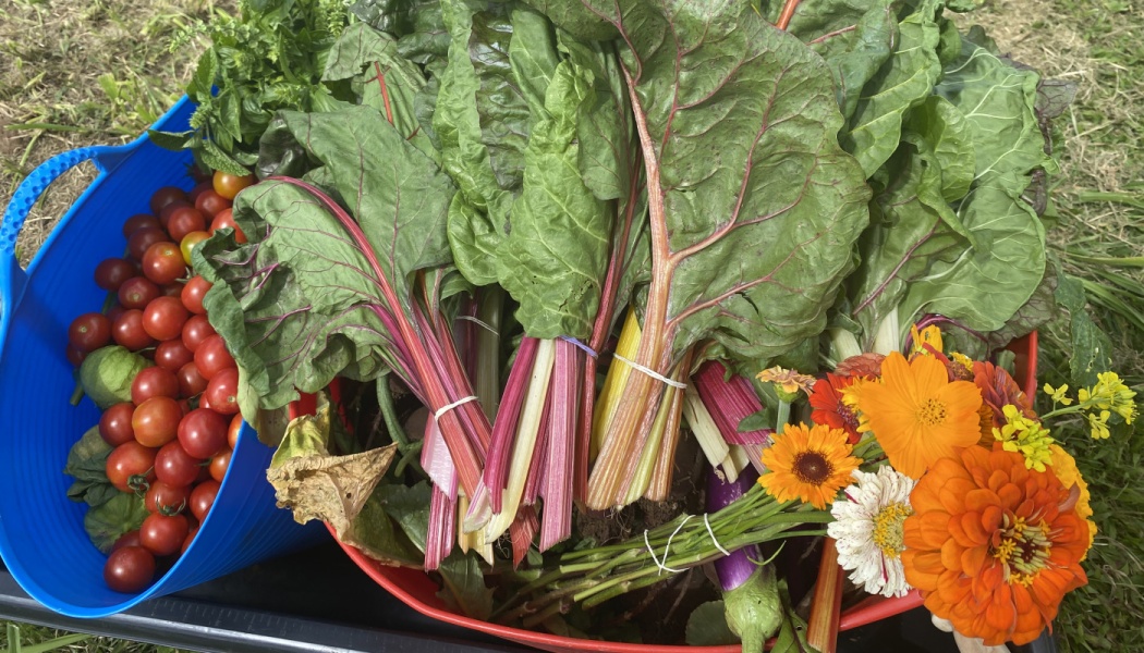 A blue tub filled with cherry tomatoes beside fresh rainbow Swiss chard and a bouquet of colorful garden flowers.