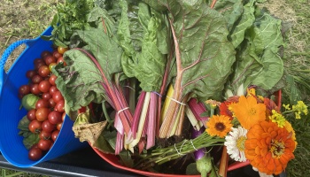 A blue tub filled with cherry tomatoes beside fresh rainbow Swiss chard and a bouquet of colorful garden flowers.
