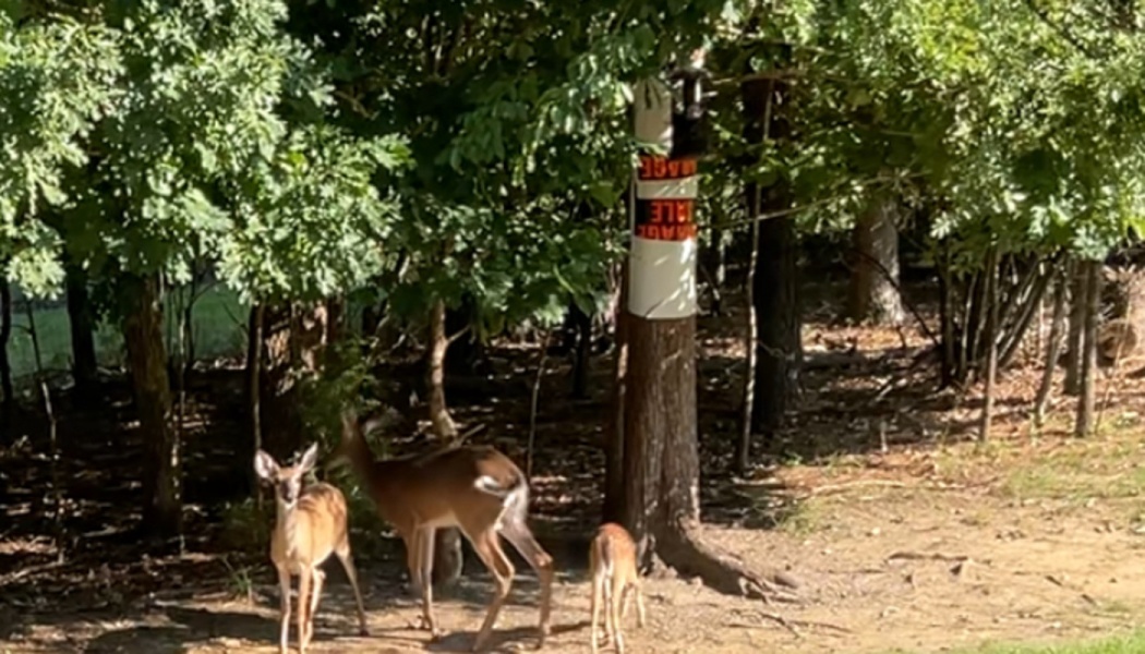 A doe and two fawns stand at the edge of a leafy forest near a tree wrapped with a paper sign.