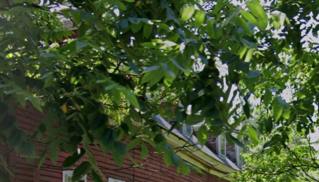 Lush green tree leaves partially obscuring a red wooden building.