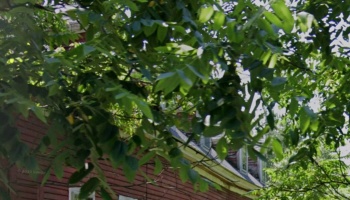 Lush green tree leaves partially obscuring a red wooden building.