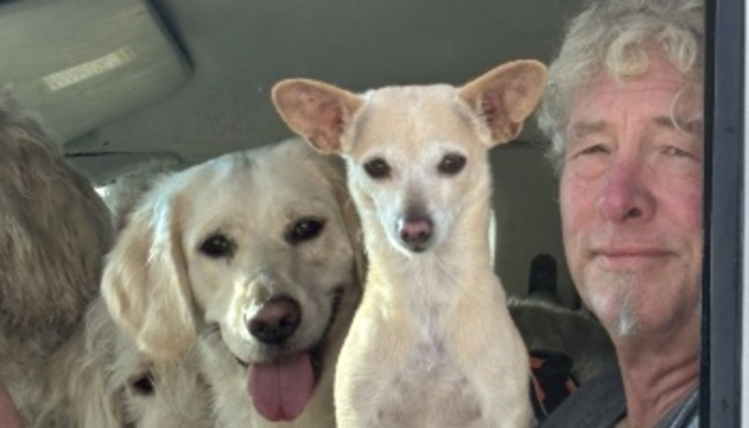 A man with curly hair inside a car with a small tan Chihuahua mix and a smiling Golden Retriever.