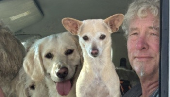 A man with curly hair inside a car with a small tan Chihuahua mix and a smiling Golden Retriever.