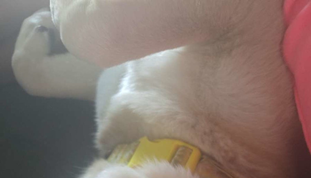 Close-up of a light-colored dog lying on its back, wearing a bright yellow collar.
