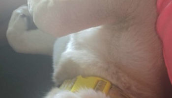 Close-up of a light-colored dog lying on its back, wearing a bright yellow collar.