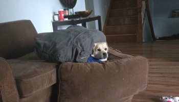 A small tan dog peeking out from under a large sofa cushion on a brown armchair.