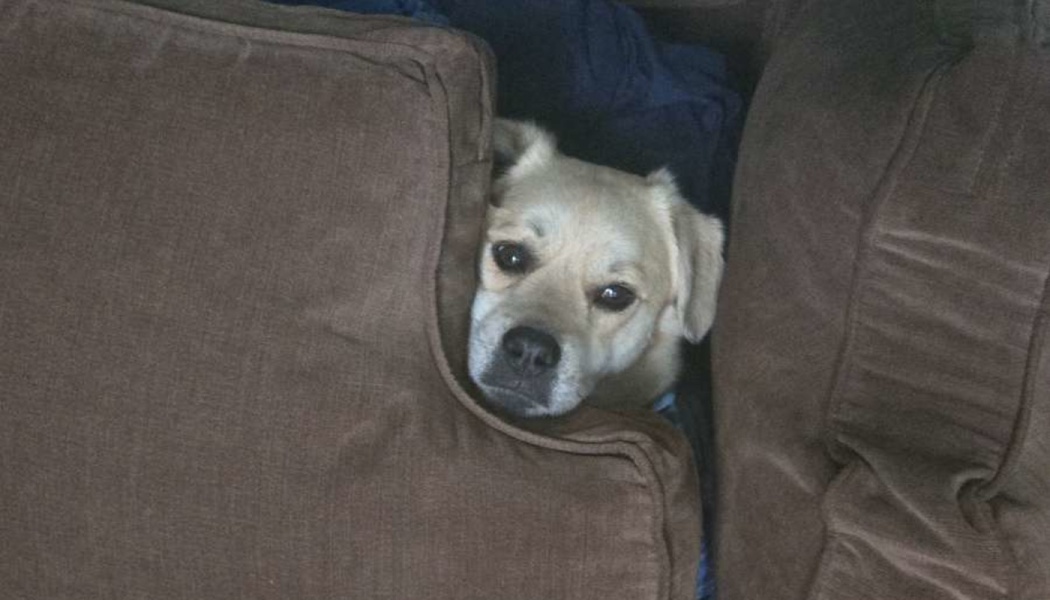 A small cream-colored dog peeking out from between brown couch cushions.