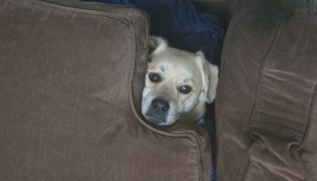 A small cream-colored dog peeking out from between brown couch cushions.