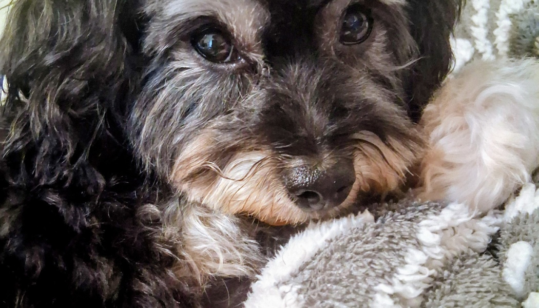 Close-up of a small, fluffy black and tan dog with gentle dark eyes resting cozy on a soft blanket.