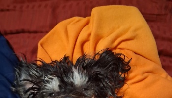 A small scruffy dark dog with wavy fur peering out from under a bright orange blanket.