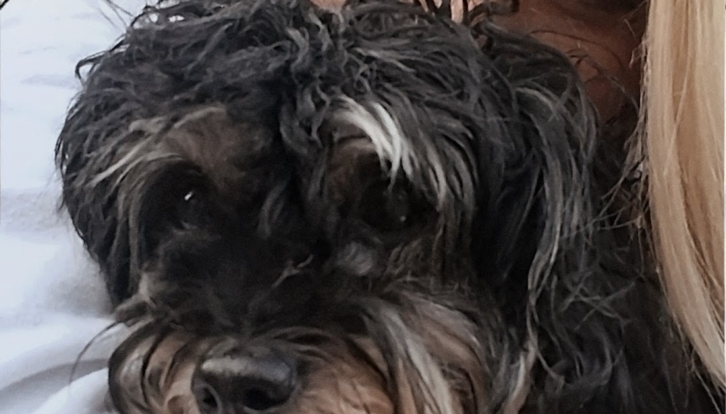 Close-up of a small, fluffy black and grey dog with gentle eyes looking into the camera.