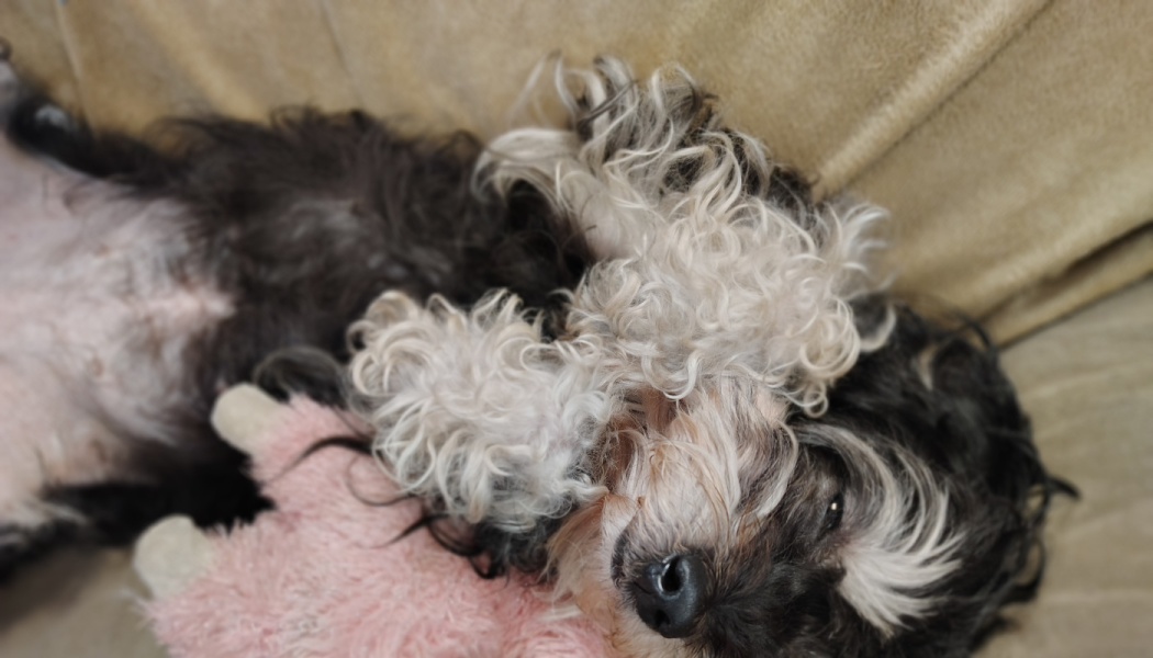 A fluffy black and white dog lies on its back, hugging a pink plush toy.