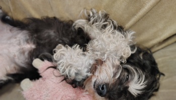 A fluffy black and white dog lies on its back, hugging a pink plush toy.