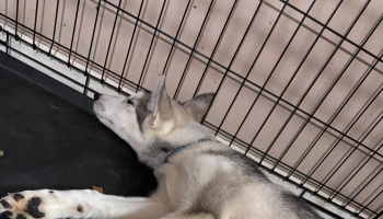 A grey and white husky puppy resting inside a wire crate, looking upward.