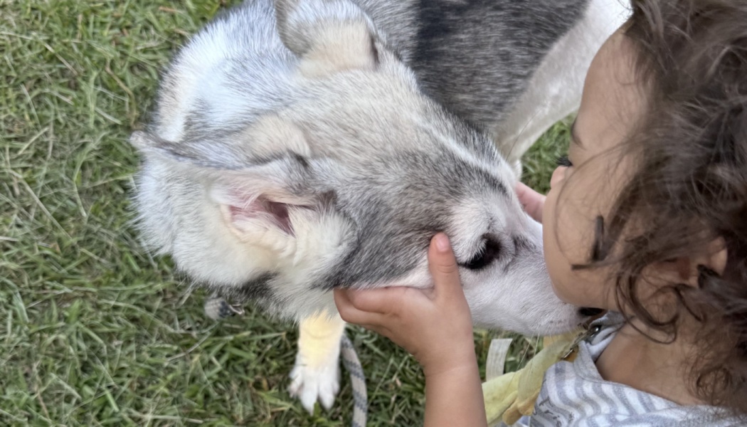 A young child with curly hair affectionately holds and kisses the face of a grey and white husky on the grass.