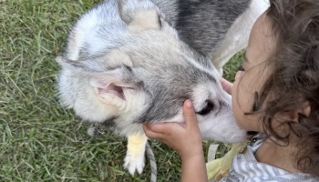 A young child with curly hair affectionately holds and kisses the face of a grey and white husky on the grass.