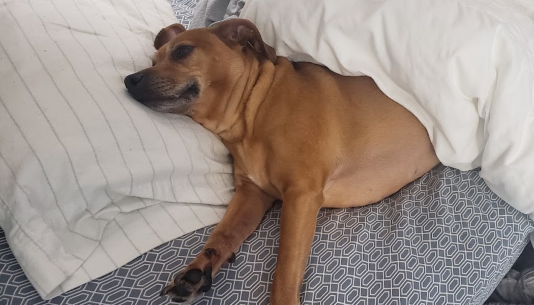 Bodie's Surgery