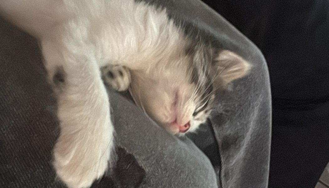 A tiny, fluffy white and grey kitten sleeping soundly on a dark grey blanket.