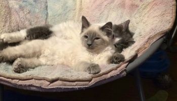 Two fluffy kittens, one white with grey points and one grey, snuggled together in a plush saucer chair.