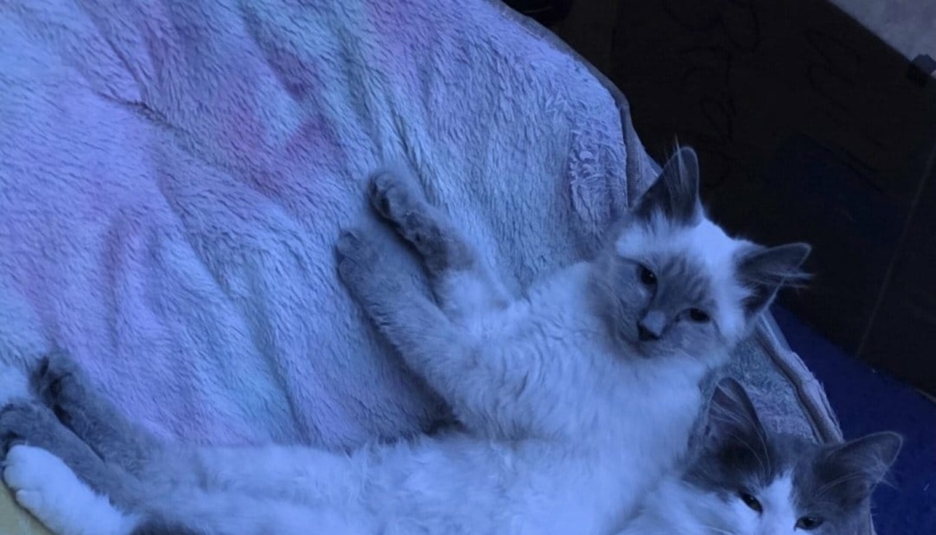 A fluffy point-colored kitten lounging on its back on a soft blanket next to another cat.