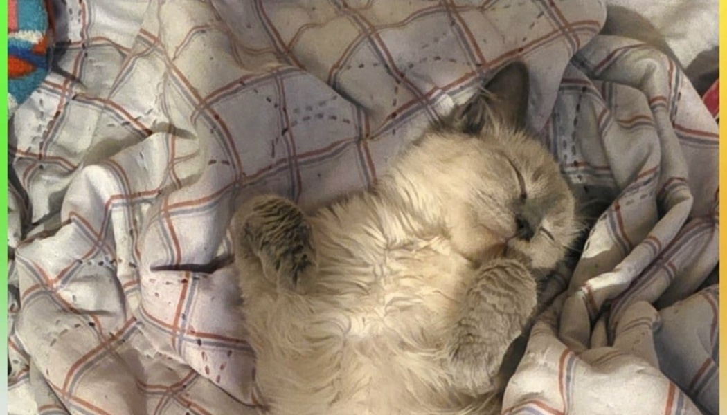 A fluffy, light-colored kitten sleeping soundly on its back on a plaid blanket with paws curled up.