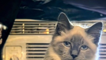 A fluffy Siamese kitten with blue eyes and dark points looking directly at the camera.