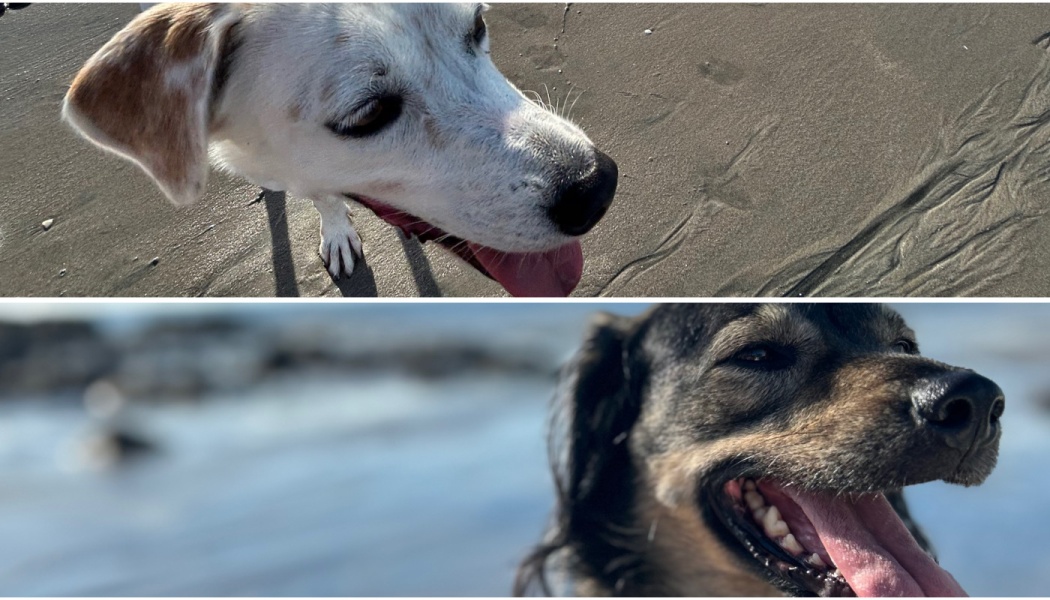 Two happy dogs, one white and one black and tan, panting with their tongues out on a sandy beach.