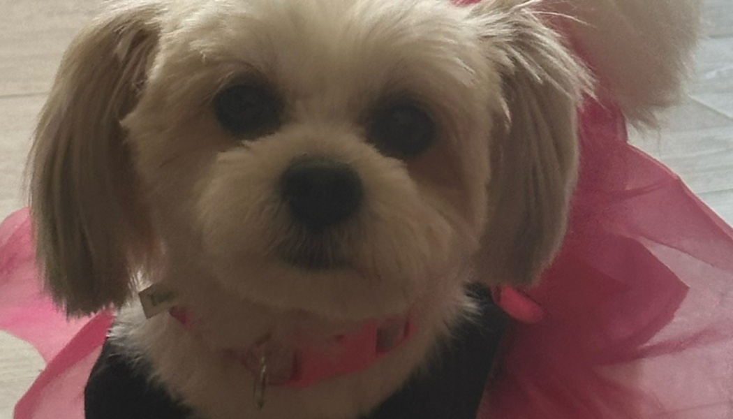 Close-up of a small, fluffy white dog wearing a pink collar and a bright pink tulle dress.