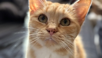 Close-up of a sweet orange tabby cat looking up with wide, curious green eyes and long white whiskers.