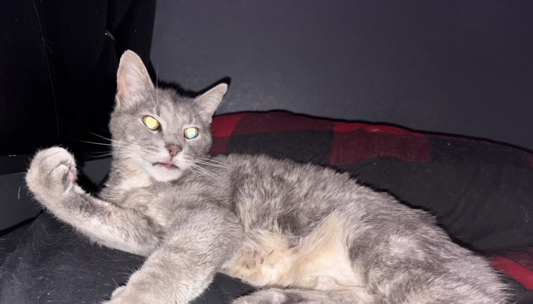 A light grey cat reclining on a bed with one paw raised up and looking slightly to the side.