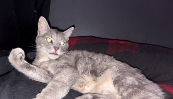 A light grey cat reclining on a bed with one paw raised up and looking slightly to the side.
