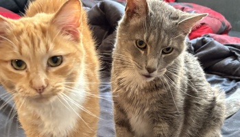An orange tabby cat and a grey tabby cat sitting side-by-side on a bed, looking at the camera.