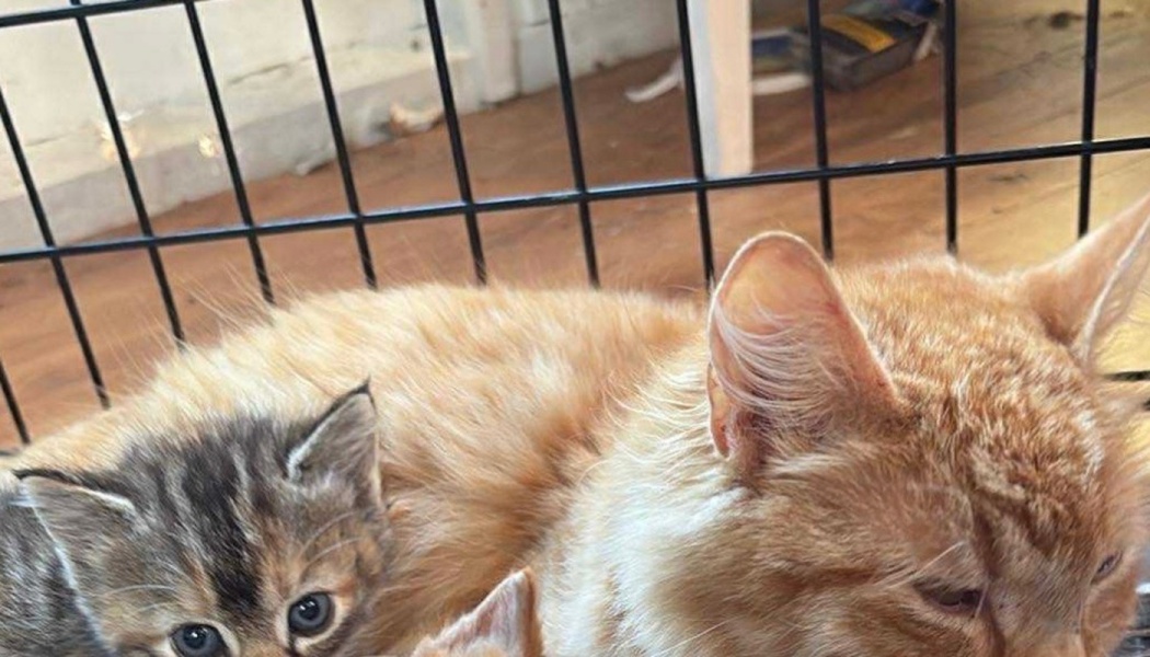 A ginger mother cat resting inside a metal enclosure alongside her tiny tabby kitten.