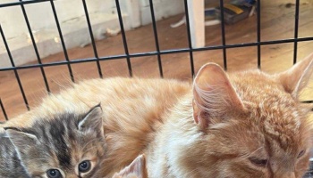 A ginger mother cat resting inside a metal enclosure alongside her tiny tabby kitten.