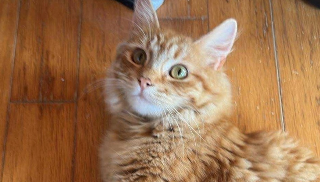 Fluffy orange tabby cat with big green eyes lying on a wooden floor, looking up attentively.