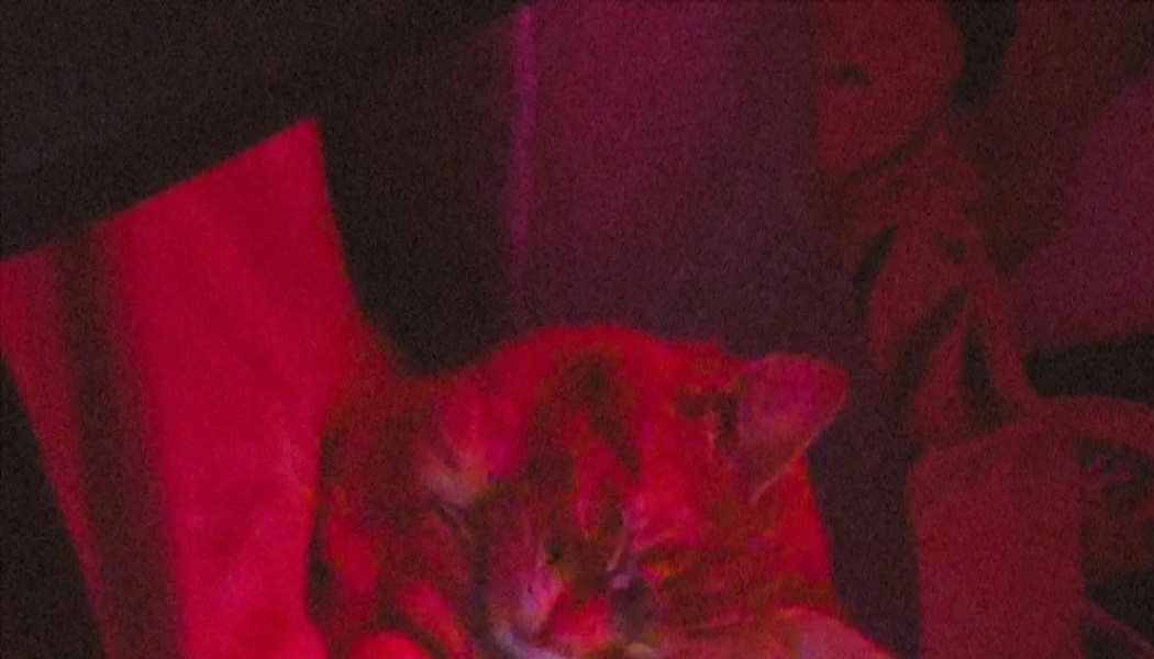 A tabby cat sleeping peacefully under a deep red light in the dark.