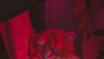 A tabby cat sleeping peacefully under a deep red light in the dark.