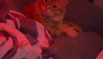 A fluffy ginger cat resting comfortably on a couch under red ambient light.